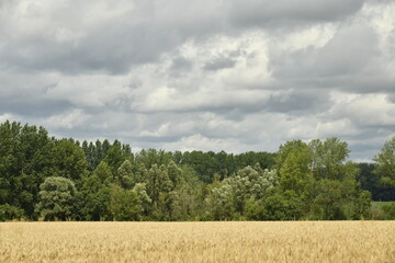 Ciel gris au dessus d'une forêt près du bourg de Champagne au Périgord Vert  © Photocolorsteph