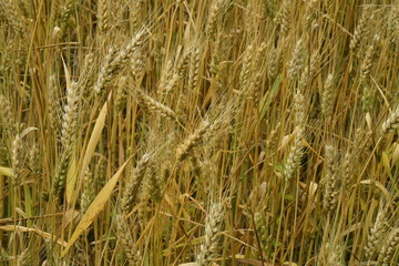 Épis de blé dans l'un des champs près du bourg de Champagne au Périgord Vert 