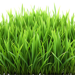 Fototapeta premium Green grass and lawn design texture for natural outdoor landscaping visuals