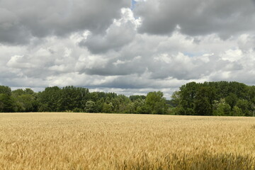 Champ de blé sous de gros cumulus gris près du bourg de Champagne au Périgord Vert  © Photocolorsteph
