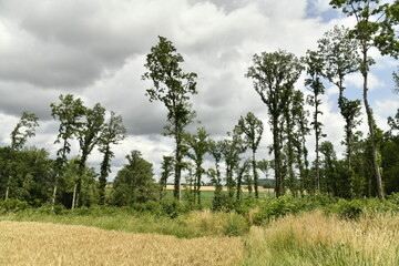 Forêt de spécimens rares sous un ciel gris près du bourg de Champagne au Périgord Vert  © Photocolorsteph