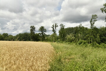 Forêt de spécimens rares sous un ciel gris près du bourg de Champagne au Périgord Vert  © Photocolorsteph