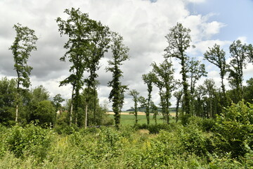 Forêt de spécimens rares sous un ciel gris près du bourg de Champagne au Périgord Vert  © Photocolorsteph