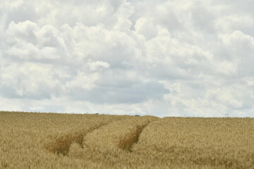 Traces de passage d'un engin agricole dans un champ de blé près du bourg de Champagne au Périgord Vert  © Photocolorsteph