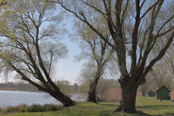 trees in the park, with lake