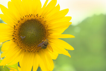 Close-up shows a bee sipping nectar from the heart of a sunflower, its tiny legs dusted with pollen as it works busily among the golden petals.Blurred for background.
