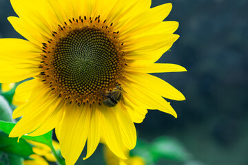 A bee pauses on the sunflower, wings still, collecting sweetness.Blurred for background.