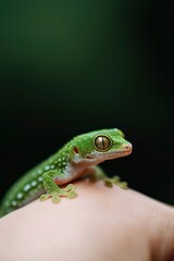 Small gecko on a hand