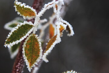 frost on a leaf