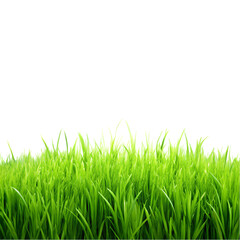 Fototapeta premium Green grass and lawn background with fresh greenery