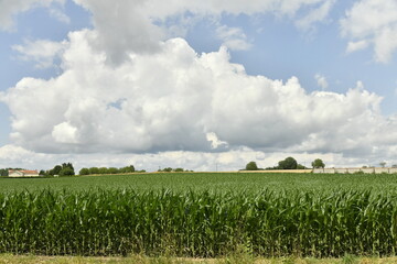 Gros cumulus gris au dessus d'un champ de maïs près du bourg de Champagne au Périgord Vert  © Photocolorsteph