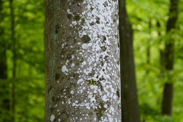 Lichens (Latin: Lichenes) on the bark of living trees. Schorfheide, Brandenburg, Germany.