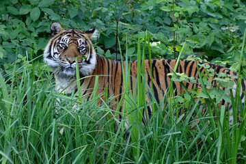 Sibirische Tiger (Panthera tigris altaica) im hohen Gras
