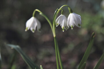 Fototapeta premium snowflake flowers in spring leucojum vernum