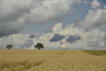 Champ de blé avant l'arrivée d'un orage près du bourg de Champagne au Périgord Vert  © Photocolorsteph