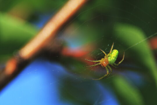 spider on a web