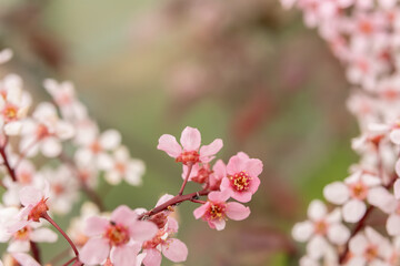 ornamental bird cherr blooming with pink flowers on a sunny day