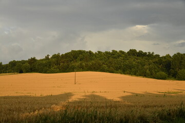 Contraste entre le jaune du blé, le vert de la forêt et le ciel gris entre ombres et lumière en fin de journée près du bourg de Champagne  © Photocolorsteph