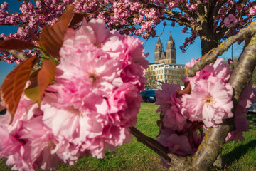 Kirschblüten am Dom