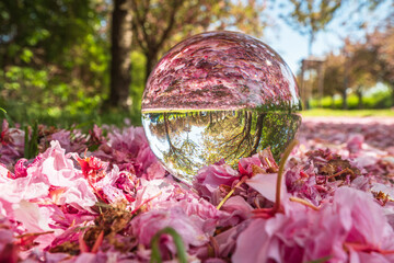 Kirschblüten im Holzweg Magdeburg durch die Glaskugel gesehen