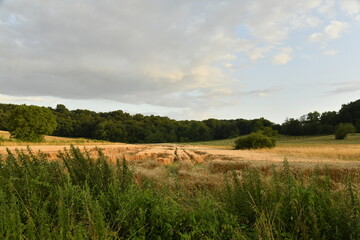 Champ de blé endommagé par un orage sous la lumière du couché du soleil près du bourg de Champagne au Périgord Vert  © Photocolorsteph