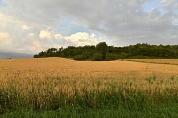 Contraste entre le jaune du blé, le vert de la forêt et le ciel gris entre ombres et lumière en fin de journée près du bourg de Champagne 