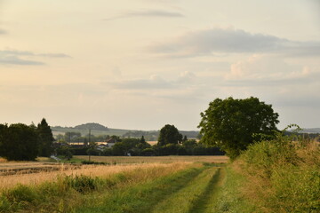 Chemin pour engins agricoles entre les champs de blé près d'une colline boisée au soir près du bourg de Champagne au Périgord Vert  © Photocolorsteph