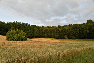 Contraste entre le jaune du blé, le vert de la forêt et le ciel gris entre ombres et lumière en fin de journée près du bourg de Champagne 