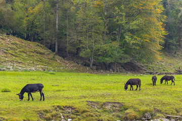 Typical landscape near river Soca, Triglavski national park, Slovenia