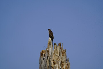 Common buzzard (Buteo buteo) Accipitridae family. Schorfheide Brandenburg, Deutschland.