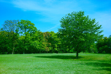 緑の公園