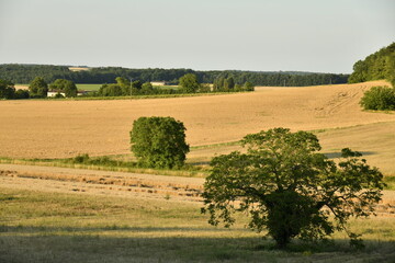 Paysage rural entre champs de blé et bois sous un ciel clair en fin de journée près du bourg de Champagne au Périgord Vert  © Photocolorsteph
