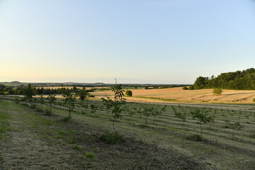 Paysage rural entre champs de blé et bois sous un ciel clair en fin de journée près du bourg de Champagne au Périgord Vert  © Photocolorsteph