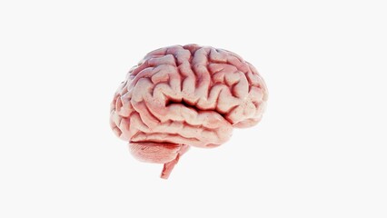 High-quality 3D rendering of a realistic human brain. Ideal for medical, scientific, educational, and anatomical projects. Great for healthcare and neuroscience visuals.

