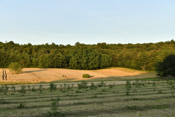 Lumière du coucher du soleil sur les champs de blé et un bois près du bourg de Champagne au Périgord Vert  © Photocolorsteph