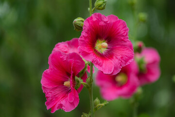 Fototapeta premium Colorful and beautiful hibiscus flowers bloom in summer