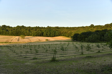 Lumière du coucher du soleil sur les champs de blé et un bois près du bourg de Champagne au Périgord Vert  © Photocolorsteph
