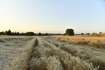Champ de blé endommagé sous la lumière du coucher du soleil près du bourg de Champagne au Périgord Vert  © Photocolorsteph