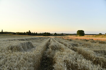 Champ de blé endommagé sous la lumière du coucher du soleil près du bourg de Champagne au Périgord Vert  © Photocolorsteph