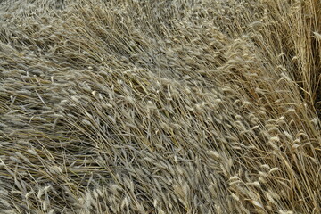 Blés couchés ou pliés par un orage violent près du bourg de Champagne au Périgord Vert 