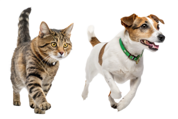 A tabby cat walking and a jack russell terrier running with a green collar on a transparent background