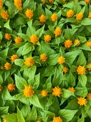 Celosia yellow flowers background