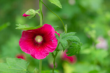 Colorful and beautiful hibiscus flowers bloom in summer