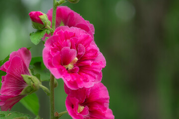 Obraz premium Colorful and beautiful hibiscus flowers bloom in summer