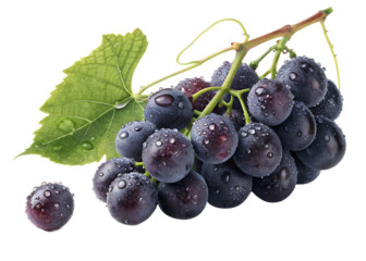 A bunch of dark grapes with water droplets and a green leaf on a black background close up shot