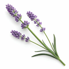 Naklejka premium Lavender 3D rendered flower isolated on a white background with vibrant purple tones and detailed textures 