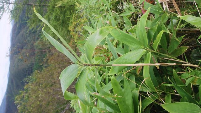 Sasa kurilensis. West Sakhalin Mountains, hill country. Glade of ilver fir-spruce taiga forest, Sea of Japan. Damp taiga meadows. Japanese herbal medicine. Vertical video