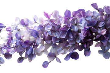 Delicate purple hydrangea blossoms cascade against a stark black background showcasing on transparent background