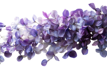 Delicate purple hydrangea blossoms cascade against a stark black background showcasing on transparent background