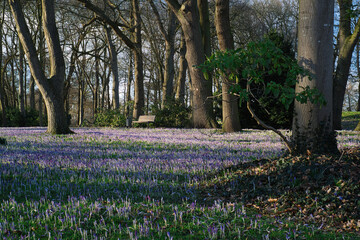 Blumenwiese, Delmenhorst, Graft